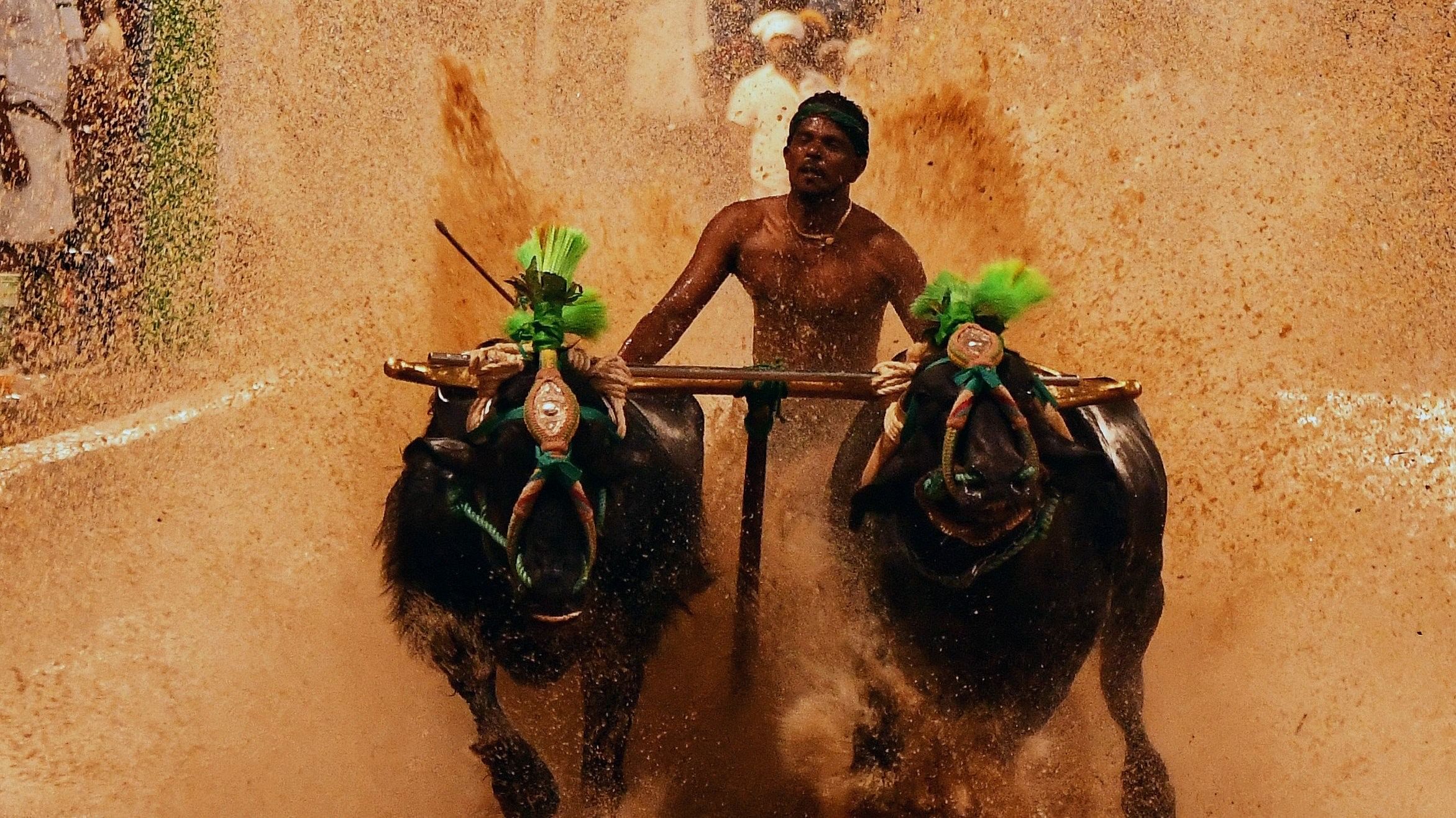 <div class="paragraphs"><p>Representative image of kambala. </p></div>